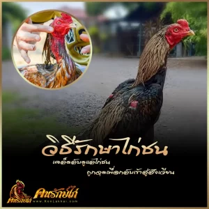เคล็ดลับดูแลไก่ชน และ วิธีรักษาไก่ชน ให้ถูกจุดเพื่อกลับเข้าสู่สังเวียน