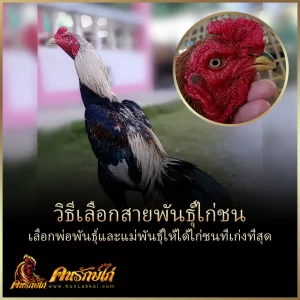 วิธีเลือกสายพันธุ์ไก่ชน เลือกยังไงให้มีโอกาสได้ ไก่ชนที่ดีที่สุด