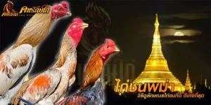 ไก่ชนพม่า ควรมีวิธีดูลักษณะอย่างไรได้บ้าง ให้ได้ไก่ชนตัวที่เก่งที่สุด