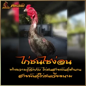 ไก่ชนไซง่อน มีความเป็นมาอย่างไร ทำความรู้จักกับ ไก่ชนสายพันธุ์เวียดนาม