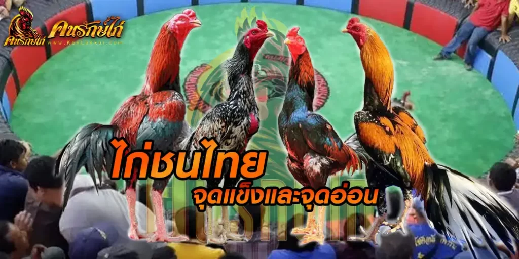 ไก่ชนไทย จุดแข็งและจุดอ่อน เทคนิคการเลี้ยงไก่ชนไทย ให้เก่งมากขึ้น