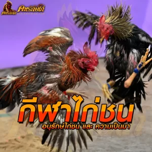 กีฬาไก่ชน กีฬาพื้นบ้าน ได้รับความนิยมในประเทศไทย