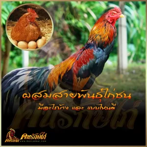 ผสมสายพันธุ์ไก่ชน และ ระบบการผสมพันธ์ ไก่ชนในประเทศไทย เป็นอย่างไรบ้าง