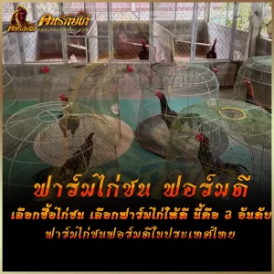 อยากเลี้ยงไก่ชน กำลังตามหา ฟาร์มไก่ชน ฟอร์มดี ซื้อไก่ชนได้จากที่ไหน