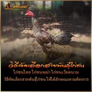 วิธีคัดเลือกสายพันธุ์ไก่ชน เพื่อตามหาไก่ชนที่มีสายพันธุ์ที่เก่งที่สุด