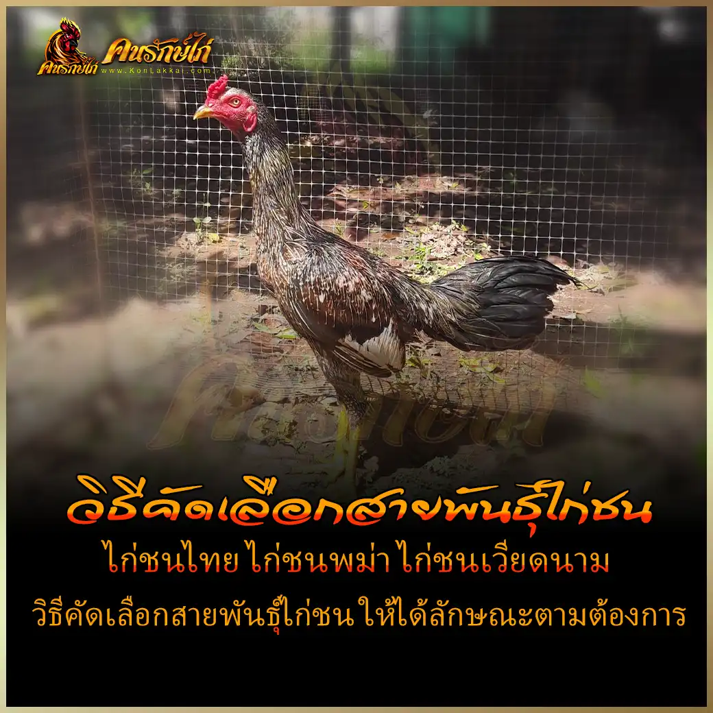 วิธีคัดเลือกสายพันธุ์ไก่ชน ไก่ชนไทย ไก่ชนพม่า ไก่ชนเวียดนาม แตกต่างกันอย่างไร