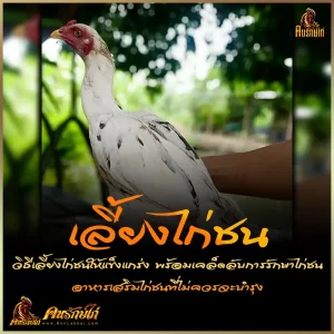 แนะนำอาหารเสริมไก่ชน และ วิธีเลี้ยงไก่ชน ขั้นตอนอย่างไร