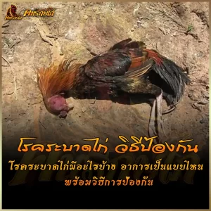 โรคระบาดไก่ และวิธีการป้องกัน เพื่อให้ฟาร์มไก่ชนไม่เสียหายและเสี่ยงขาดทุน