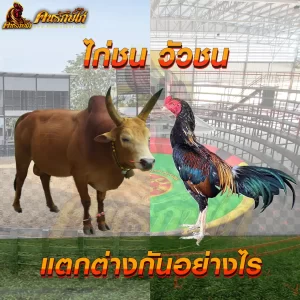 ไก่ชน และ วัวชน ความน่าสนใจของกีฬาพื้นบ้าน คืออะไร