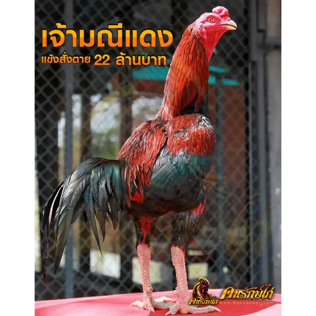 ประวัติไก่ชน เจ้ามณีแดง ฉายา แข้งสั่งตาย ตำนานไก่ชนพันธุ์ไทย