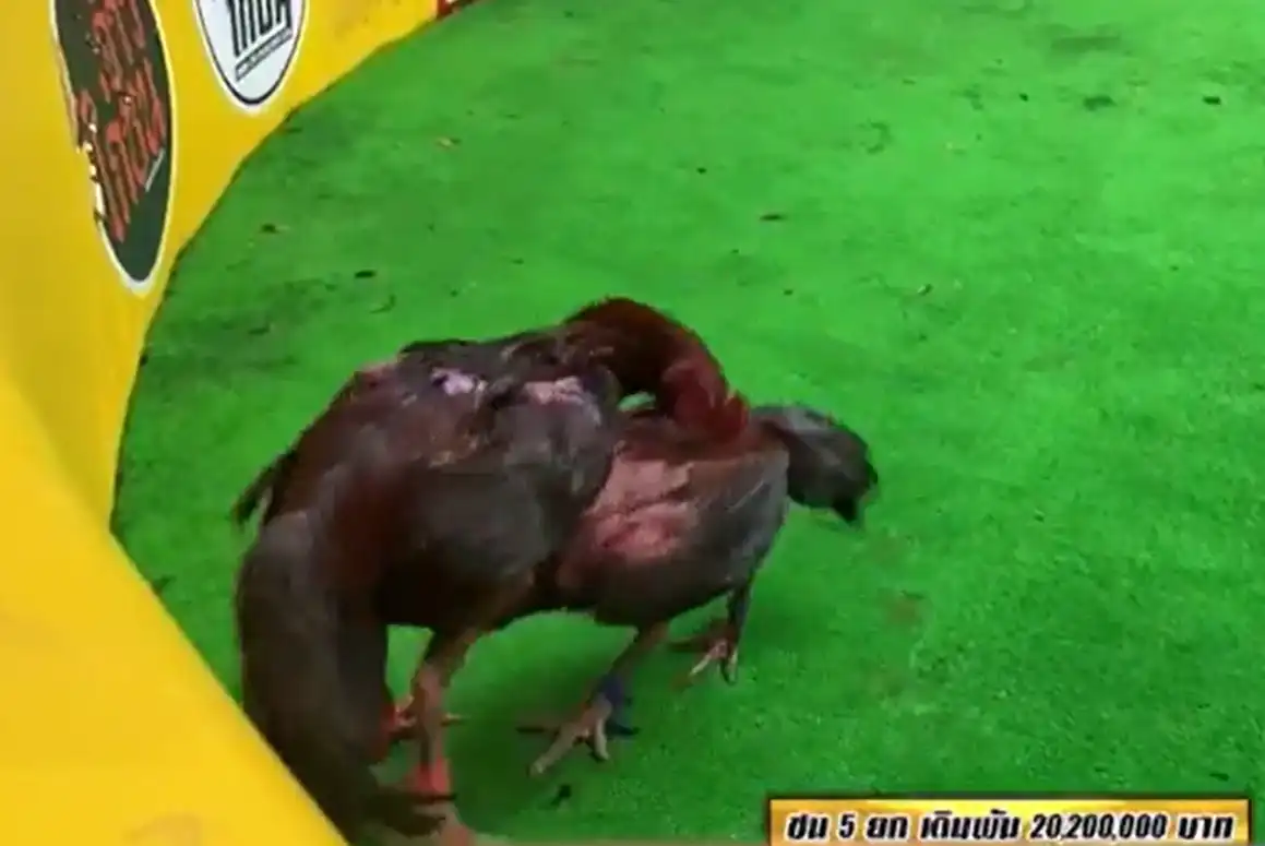 รวมเพื่อน (เจ้ารถไฟ) vs มหาอำนาจฟาร์ม (เจ้าทะเลดำ) ชิง 20.2 ล้าน